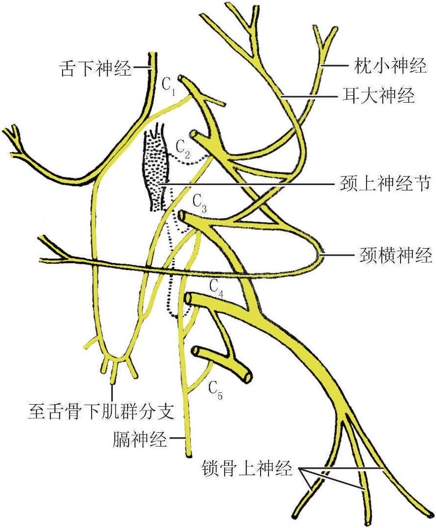 (一)颈丛的组成与位置